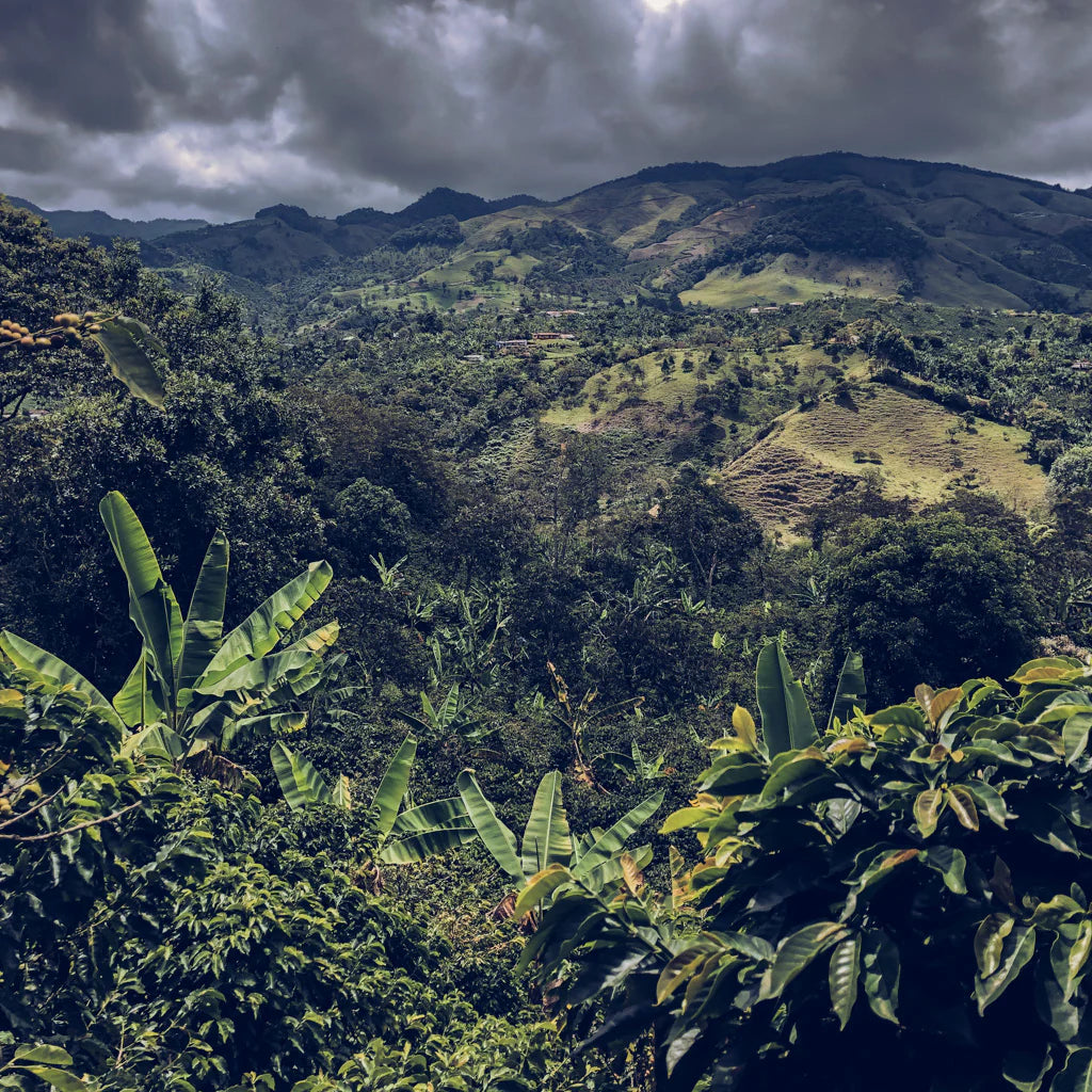 Colombia Sugarcane Decaf