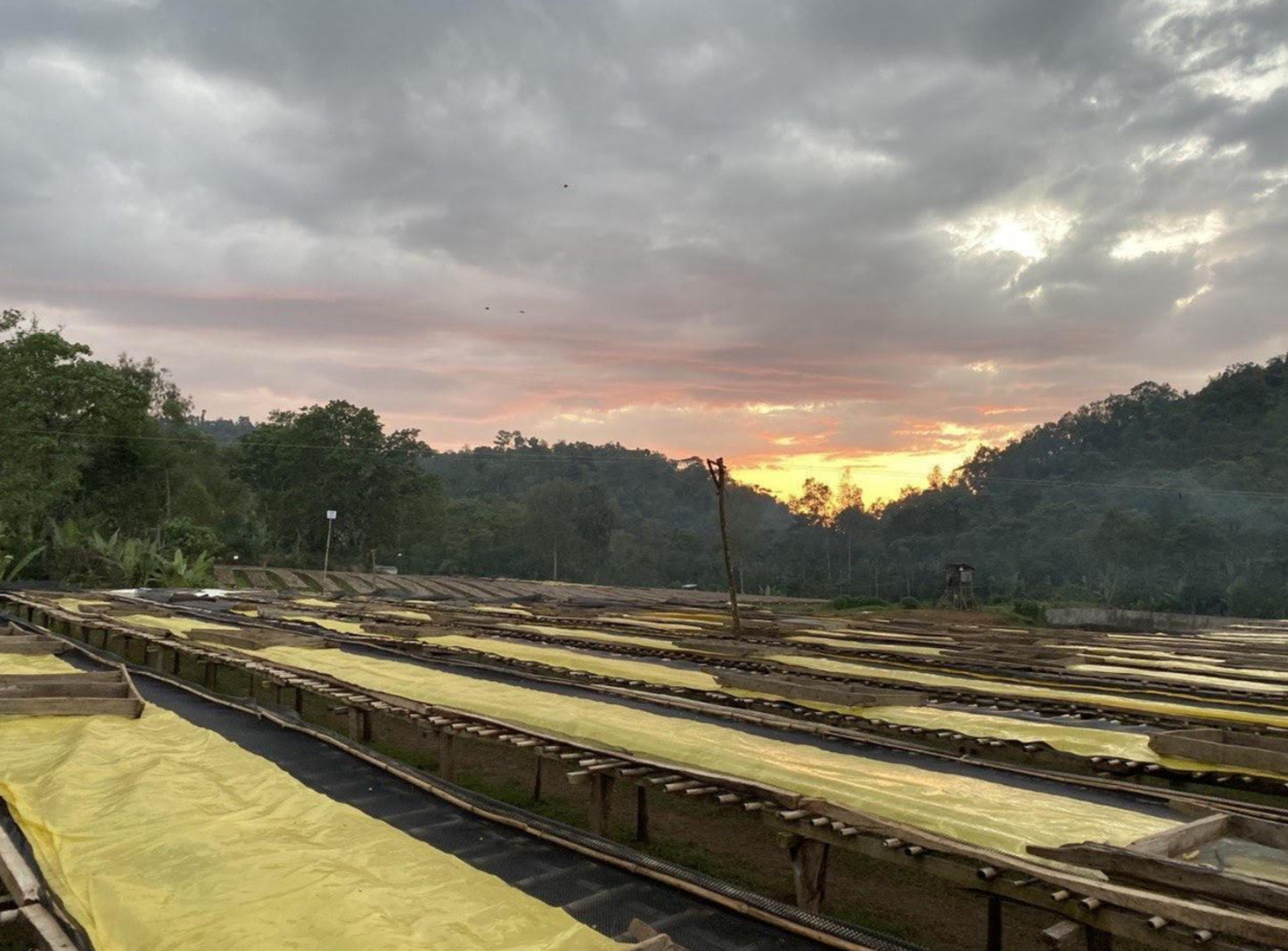 Ethiopia Yirgacheffe Aricha